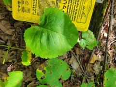 Eurybia macrophylla