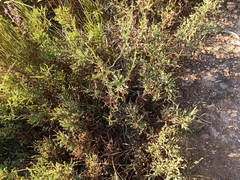 Genista tridentata