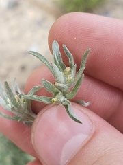 Gnaphalium uliginosum