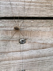 Leiobunum blackwalli