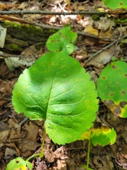 Eurybia macrophylla