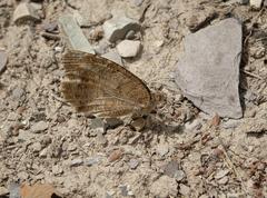 Pseudochazara pelopea