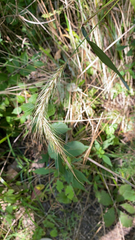 Elymus canadensis