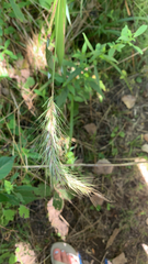 Elymus canadensis