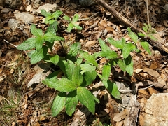 Lithospermum helleri