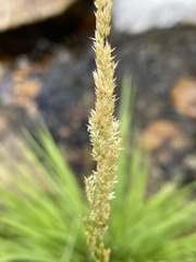 Agrostis exarata