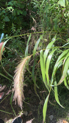 Elymus canadensis