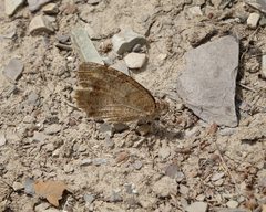 Pseudochazara pelopea