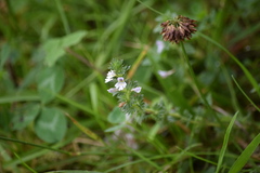 Euphrasia stricta