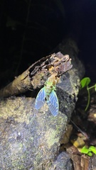 Cicadidae
