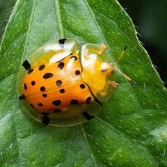 Aspidimorpha miliaris