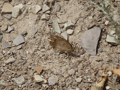 Pseudochazara pelopea