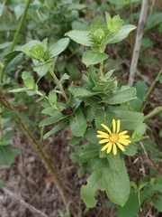 Grindelia adenodonta