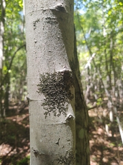 Frullania