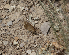 Pseudochazara pelopea