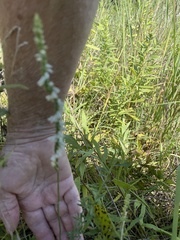 Spiranthes lacera gracilis