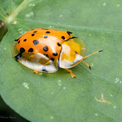 Aspidimorpha miliaris