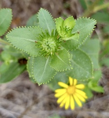 Grindelia adenodonta
