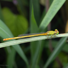 Ceriagrion coromandelianum