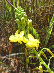 Bulbine