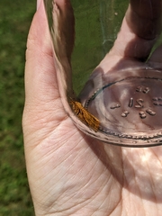 Virbia aurantiaca