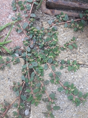 Euphorbia maculata