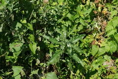 Cirsium arvense vestitum