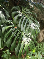 Monstera deliciosa