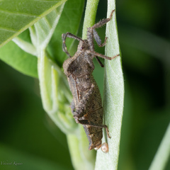 Acanthocoris scaber