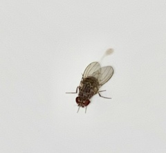 Drosophilidae