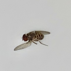 Drosophilidae