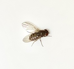 Drosophilidae