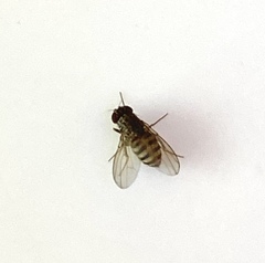 Drosophilidae