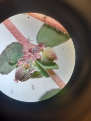 Euphorbia maculata