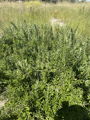 Salix humilis