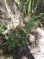 Elymus canadensis