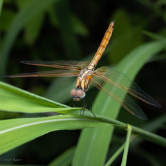 Trithemis aurora