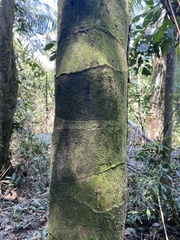 Bactris