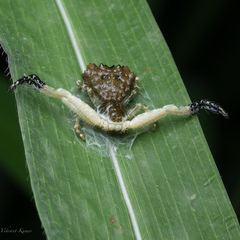 Phrynarachne ceylonica