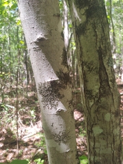 Frullania