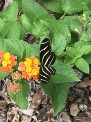 Heliconius charithonia