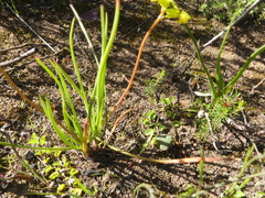 Bulbine