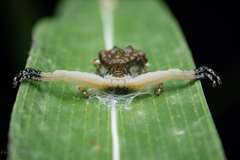 Phrynarachne ceylonica