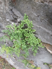 Asplenium ruta-muraria