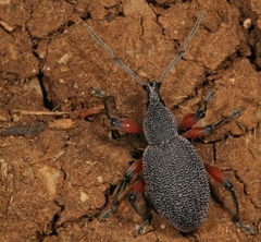 Otiorhynchus