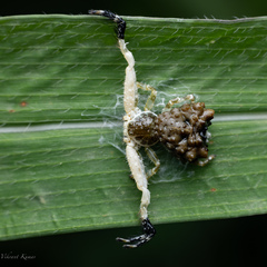 Phrynarachne ceylonica
