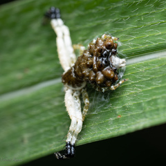 Phrynarachne ceylonica