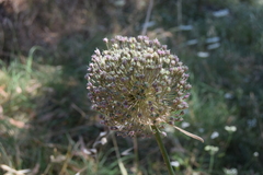 Allium