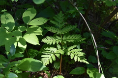 Botrypus virginianus