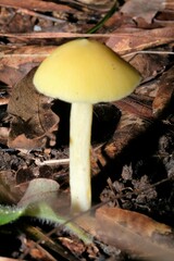 Entoloma murrayi